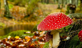 蘑菇视频爆料黑料吃瓜免费,揭秘娱乐圈黑料，免费吃瓜大揭秘！